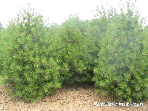 冰箱冷凍風(fēng)道后蓋 2.jpg